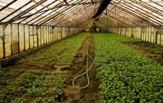 Horticulture Officer Salary In Pakistan
